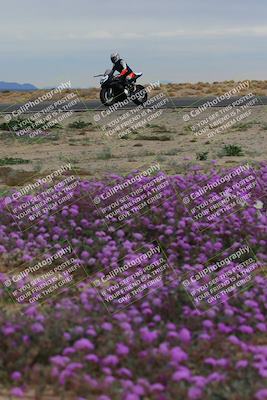 media/Jan-14-2023-SoCal Trackdays (Sat) [[497694156f]]/Turn 14 Exit Bloomig (145pm)/